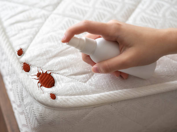 Best Residential Pest Control  in Mead Valley, CA